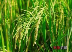 【生长】水稻生长在哪里
