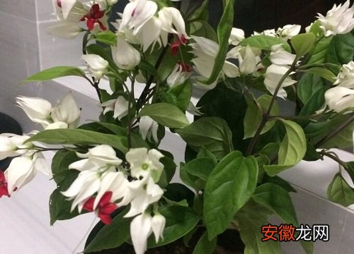 【室内】上海室内适合养什么花？