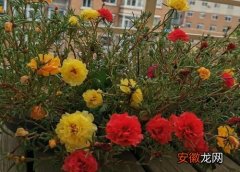 【阳台】重庆阳台适合养什么花？