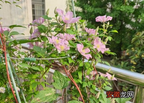 【适合】东边阳台适合养什么花？