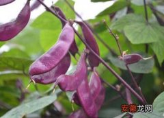 【扁豆】紫色扁豆什么时候播种最好