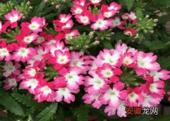 【阳台】深圳阳台适合养什么花卉植物？