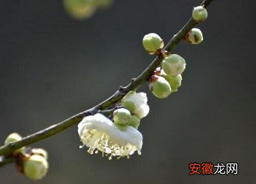 【室内】北京室内适合养什么花或植物？
