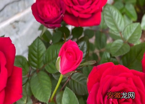【玫瑰花】玫瑰花的香味对人体有害吗？