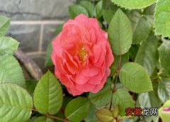 【玫瑰花】玫瑰花的香味对人体有害吗？