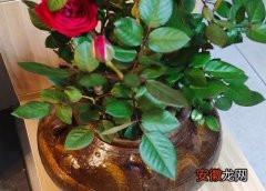 【玫瑰花】玫瑰花能在室内养吗？