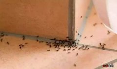 消灭蚂蚁高效彻底的小妙招 家里有蚂蚁怎么办