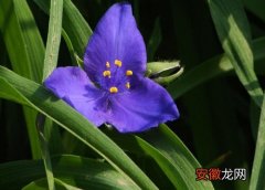 【花卉大全】紫气东来几天浇一次水 春夏秋冬各不同