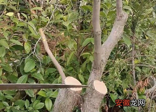 【树】枣树芽接最佳时间和技术方法
