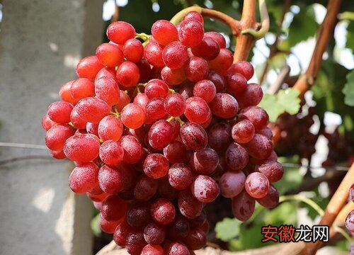 【葡萄】葡萄几天浇一次水 春夏秋冬各不同