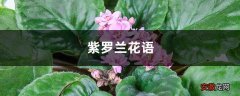 紫罗兰花语，紫罗兰图片