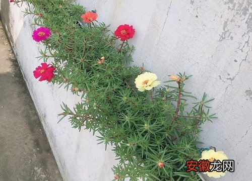 【适合】南方地区阳台适合养什么花和植物？