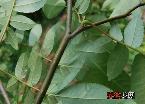 【树】杨树叶子有毒吗？