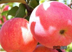 【苹果】苹果能吸收甲醛吗？