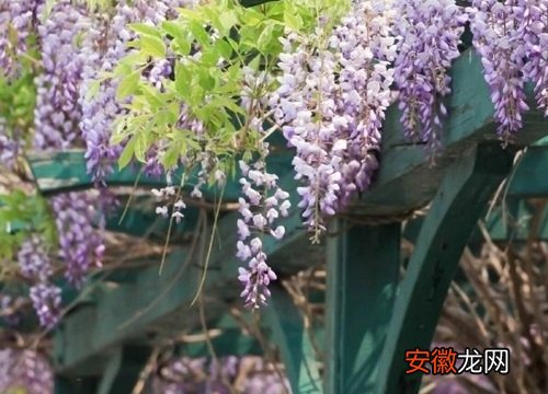 【花】紫藤花几月份扦插最好