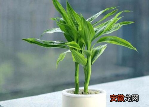 【水竹】富贵水竹怎么养才长得好