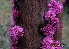 【花】紫荆花几月份扦插最好