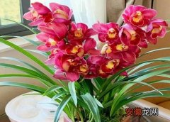 【花】三亚地区阳台养什么花和植物好？