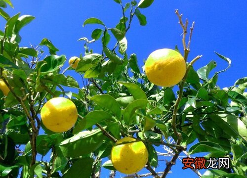 【树】柠檬树怎么养才长得好
