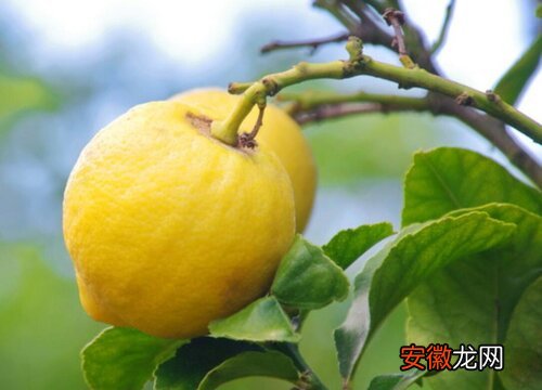 【树】柠檬树怎么养才长得好