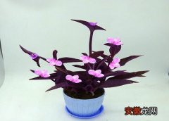 【兰花】紫罗兰花香味有毒吗？