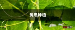 黄瓜种植方法
