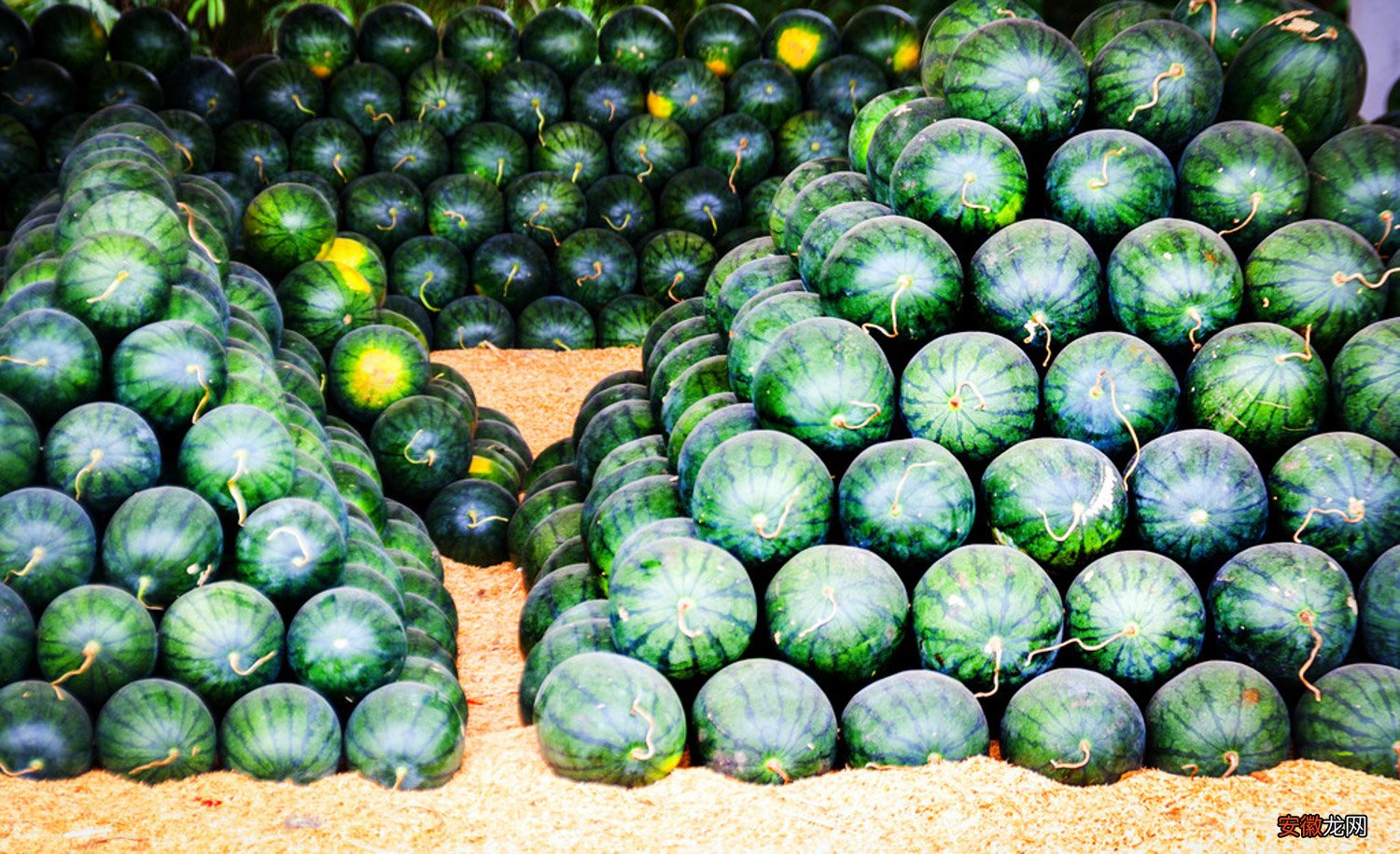 西瓜和什么不能一起吃，西瓜的营养价值