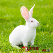 爱吃兔：飞禽莫如鸪，走兽莫如兔，兔肉的营养价值与功效解读