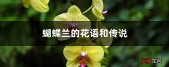蝴蝶兰的花语和传说