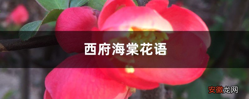 西府海棠的花语是什么，象征意义是什么？