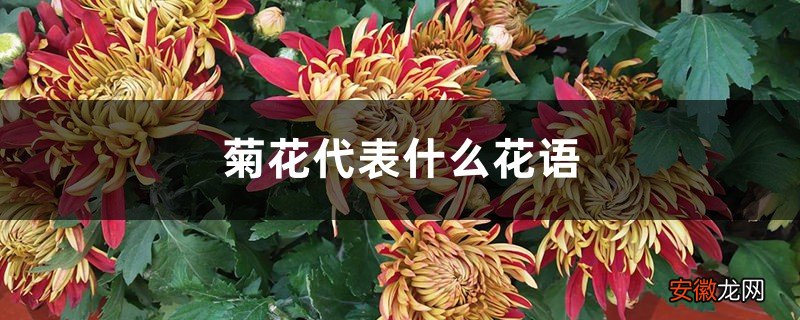菊花的花语是什么，代表什么含义？