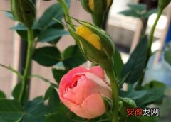 【玫瑰】家里能种玫瑰花吗？