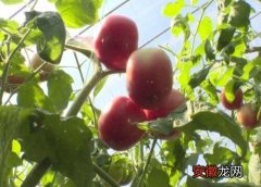 【花卉大全】西红柿苗几天浇一次水 春夏秋冬各不同