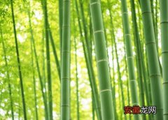 【竹子】竹子几天浇一次水 春夏秋冬各不同
