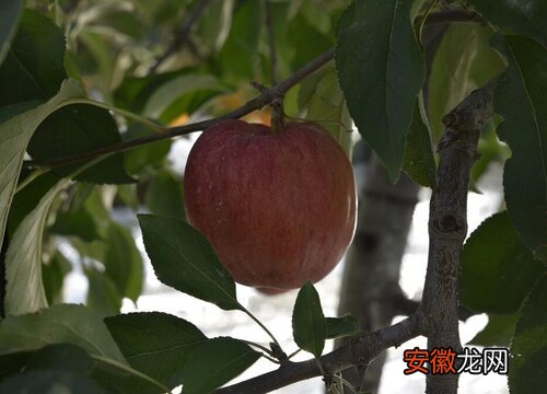 【苹果】家里能种苹果树吗？