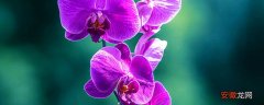 【花语】玉兰花的花语是什么意思 玉兰花的花语是什么
