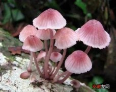 常见的野生蘑菇和鉴别毒蘑菇的科学方法 农村常见的无毒蘑菇