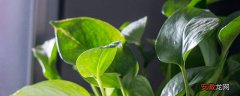 【肥料】绿萝肥料淘米水 淘米水可以浇绿萝不