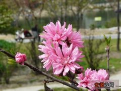 【花】酷似菊花，观赏桃花之中的珍品——菊花桃