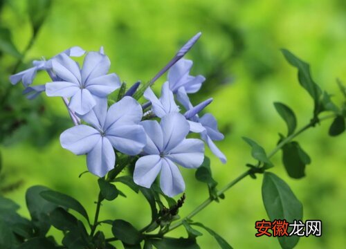 【花】蓝雪花能在室内养吗？