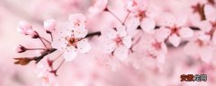 【花语】樱花的花语与寓意是什么 樱花的花语与寓意是什么呢