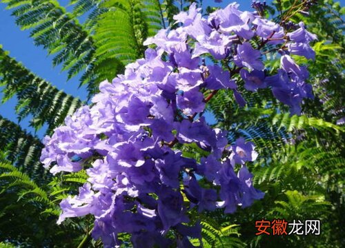 【花】蓝花楹生长速度快慢 一年能长多少