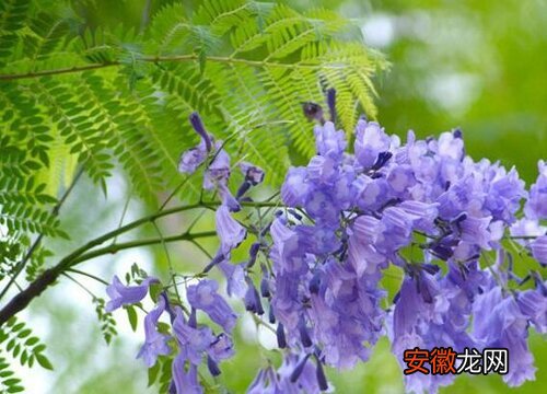 【花】蓝花楹生长速度快慢 一年能长多少