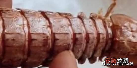 沿海渔民吃皮皮虾，总能找到这个拉链，5秒钟就能剥一个受教了