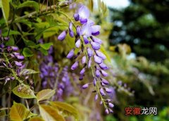 【生长】紫藤生长速度快慢 一年能长多少