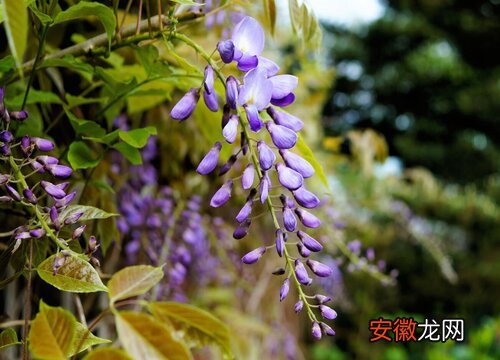 【生长】紫藤生长速度快慢 一年能长多少