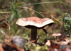 【根茎】蘑菇的根茎能吃吗？