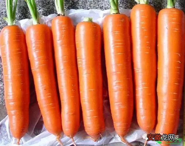 【萝卜】不要怀疑，水培的萝卜白菜开起花来比买的花还美！