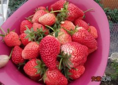 【季节】草莓是什么季节的水果|两季都有