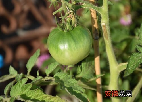 【吃】西红柿有苦味能吃吗？